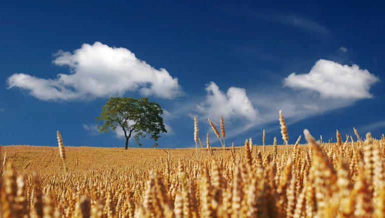Intervento Confcooperative Agroalimentare Pesca su crisi del grano duro